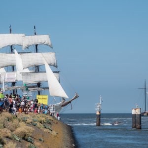 Baptiste-The Tall Ship Race - les vieux grééments-03 août 2018-0090